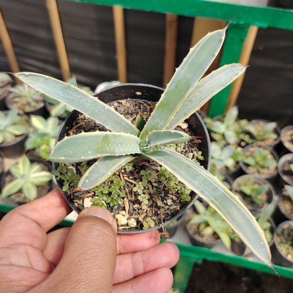 619. Agave Macrocanta Blue Ribbon