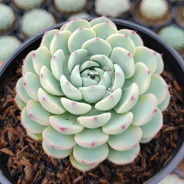 624. Echeveria Blue Minima Yellow Stripes