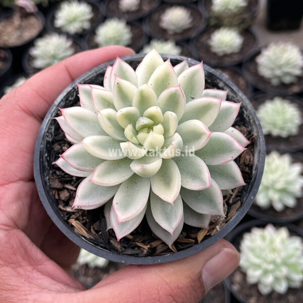 625. Echeveria Mebina Variegated