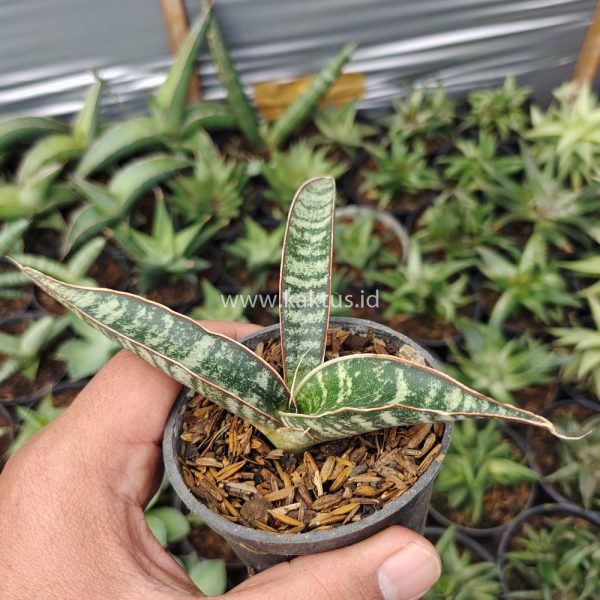 851. Sansevieria Fischeri