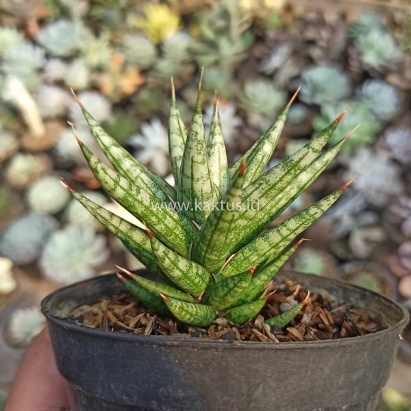 626. Sansevieria Francisii Gracilis