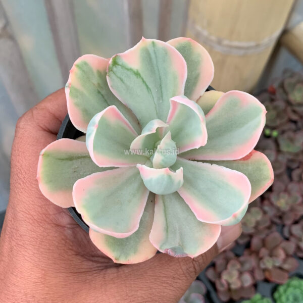 630. Echeveria Chantilly Pink Angel