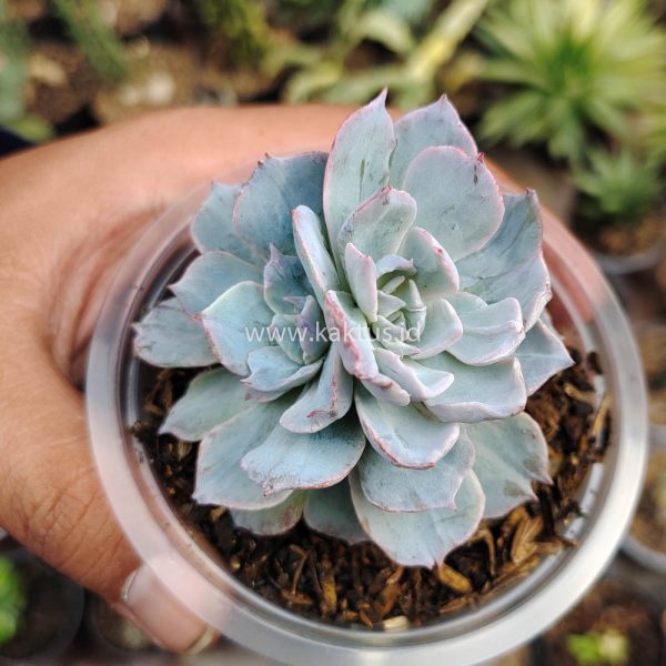 632. Echeveria Subsessilis Splash