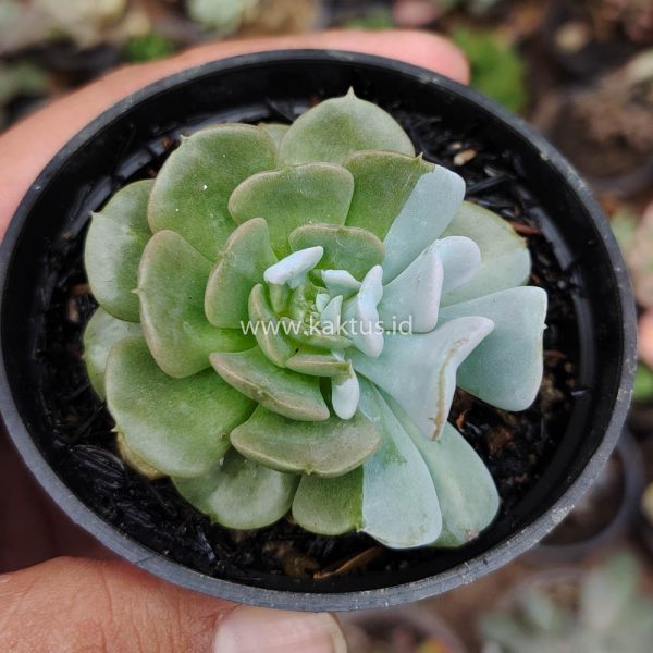 634. Echeveria Cubic Frost Hybrid