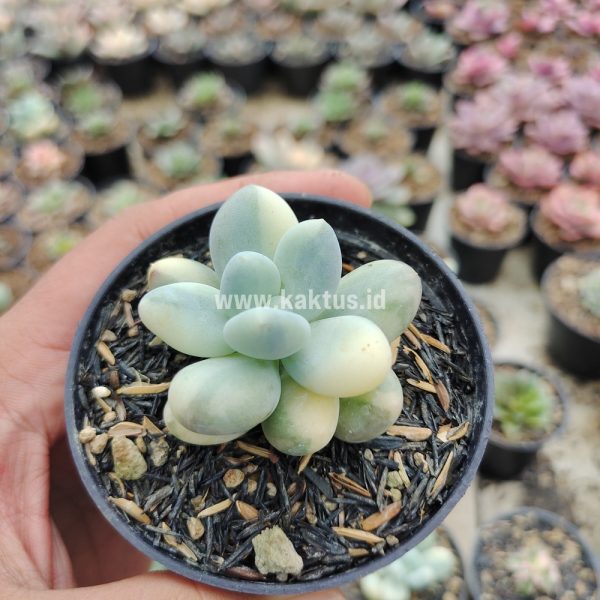 299. Pachyphytum Oviferum - Moonstones Mutation Variegated