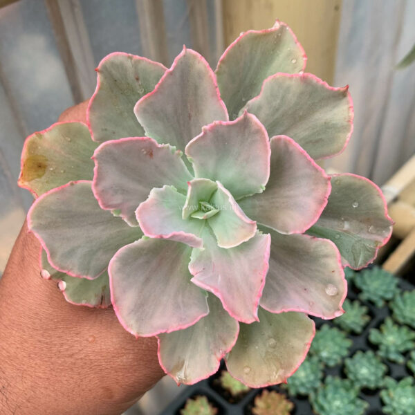 385. Echeveria Chantilly Mutation