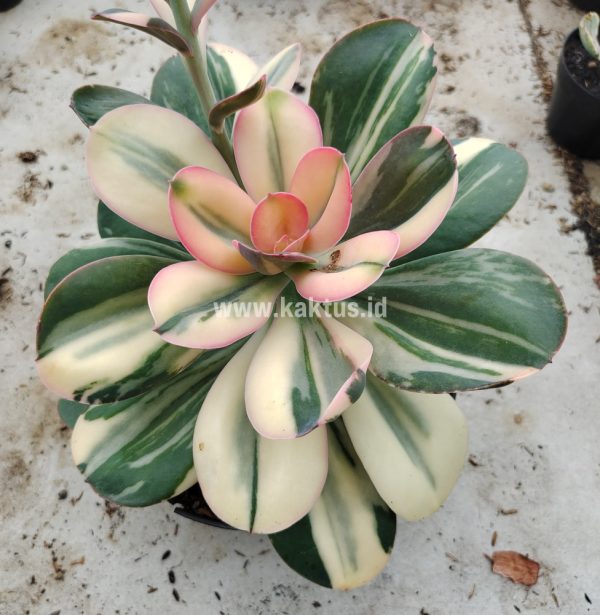 468. Echeveria Primadonna Variegated