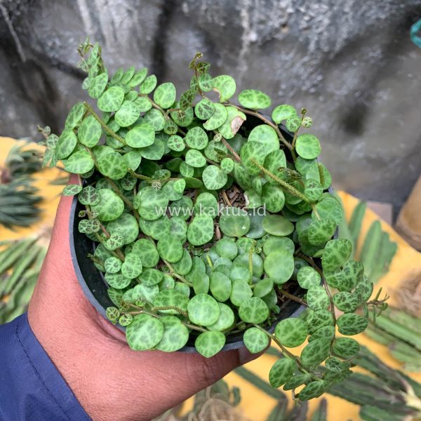 501. String of Turtles / Peperomia Prostrata