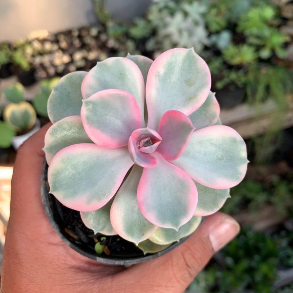 638. Echeveria Perle Rainbow