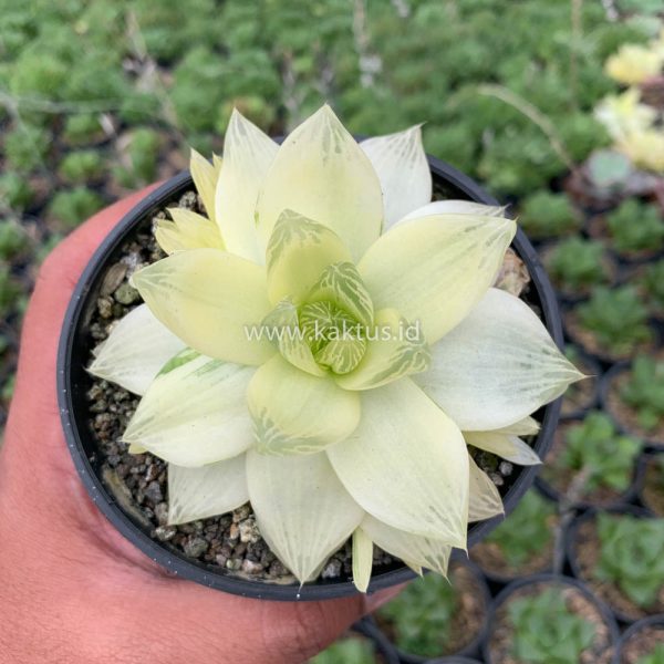 645. Haworthia Cymbiformis Aurea Variegated