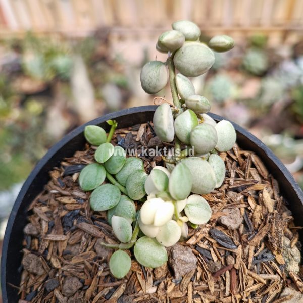 648. Dischidia Numularia Variegated