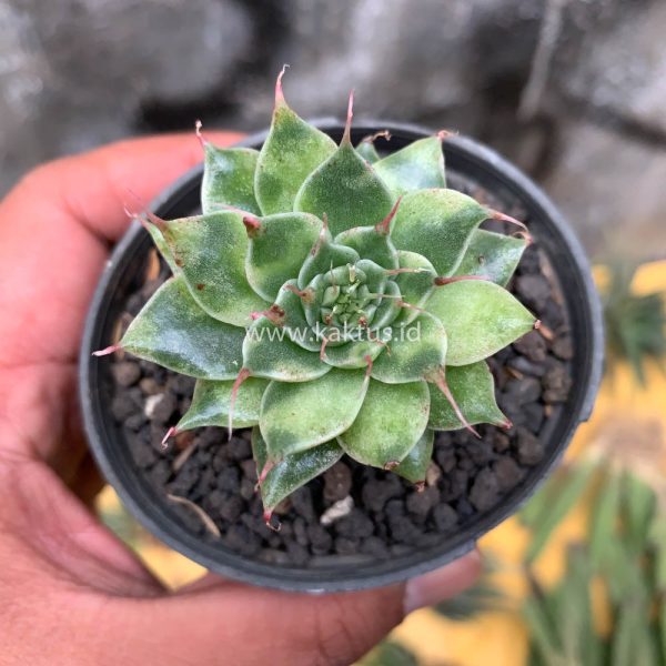 650. Graptoveria 'Silver Star' Variegated