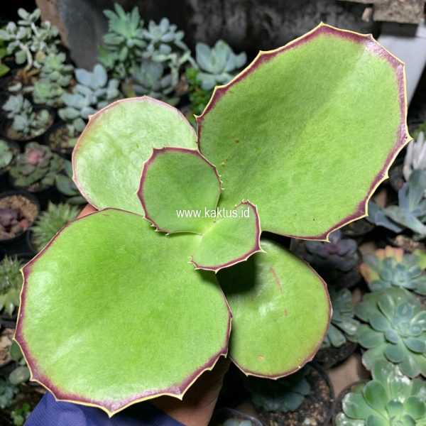 659. Kalanchoe Synsepala Baker