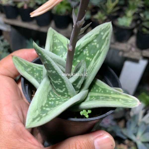 701. Gasteria Green Ice