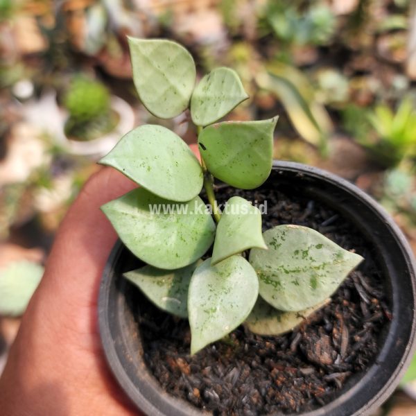 706. Hoya Kroniana Super Eskimo "Silver Leafs"