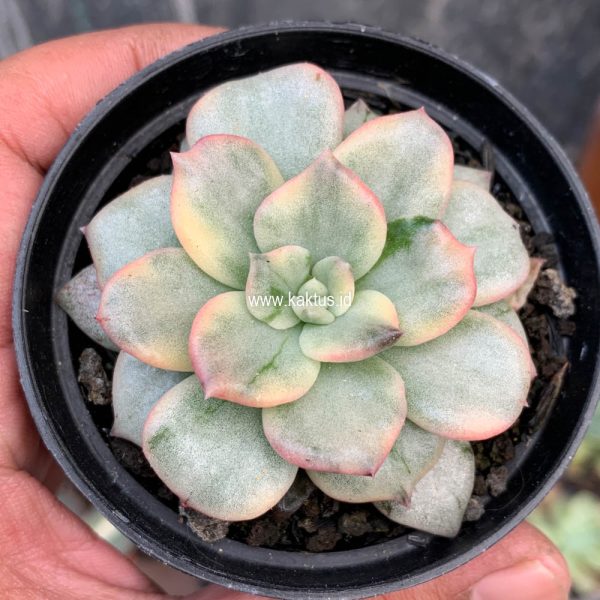 712. Echeveria Splash Prince