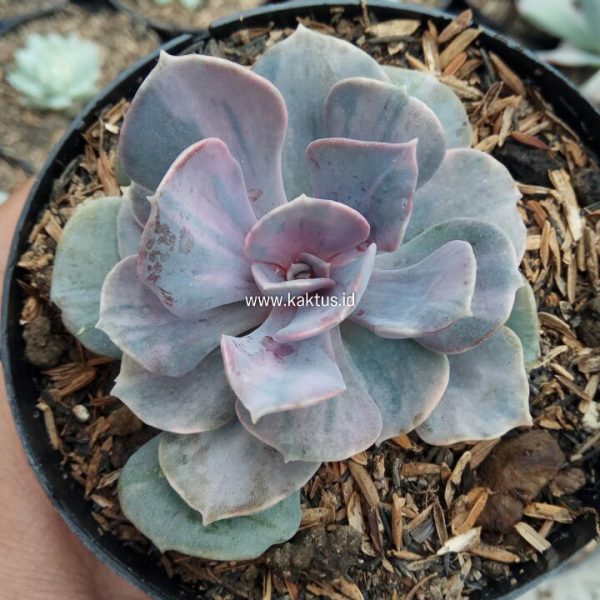 713. Echeveria Perle Pink Stripes