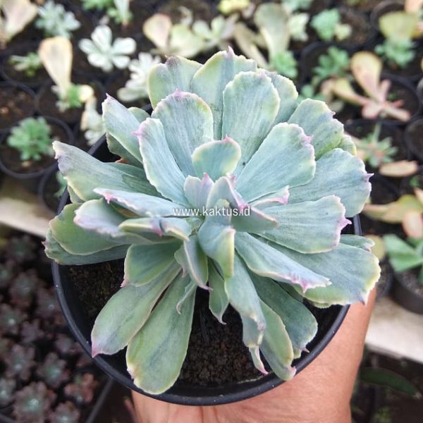 715. Echeveria Shaviana Truffles Double Head Variegated