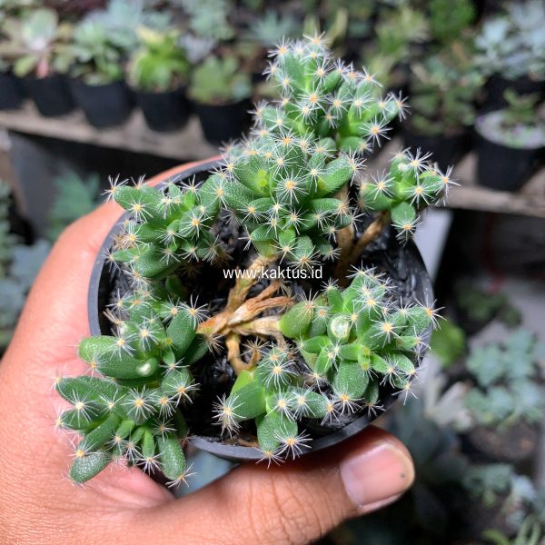 721. Trichodiadema Densum