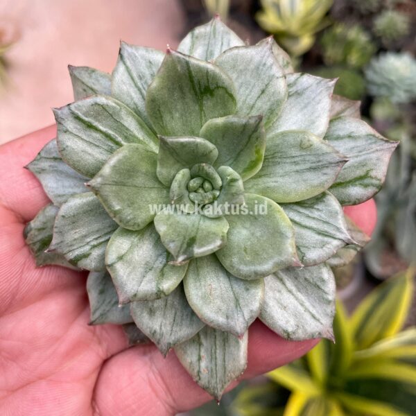 055. Echeveria Silver Prince