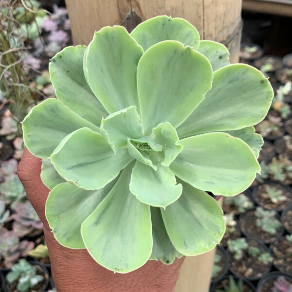 396. Echeveria Chantilly White Mutation