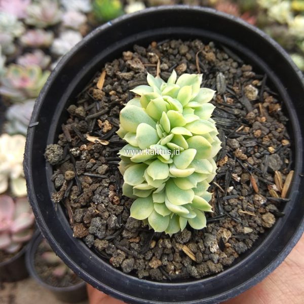 727. Echeveria Cubic Frost Aurea Cristata Variegated