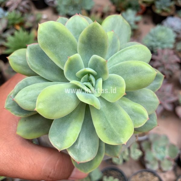 730. Echeveria Lemon Splash