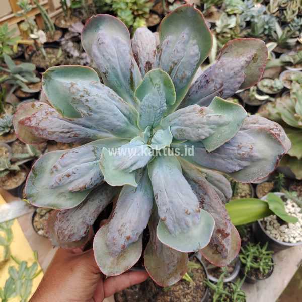 438. Echeveria Paul Bunyan Size 20 Cm