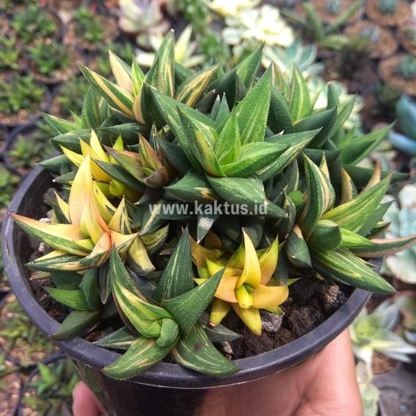 733. Haworthia Glabarata Cluster Variegated