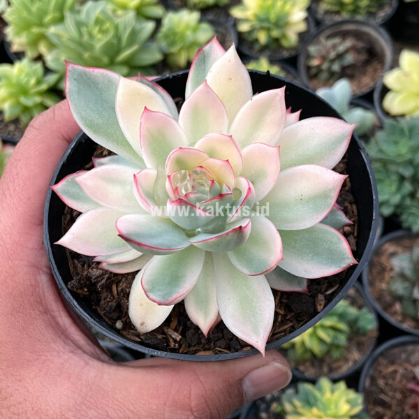 612. Echeveria Pulidonis White Variegated