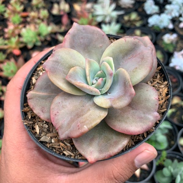 736. Graptoveria Albert Baynes Giant Variegated