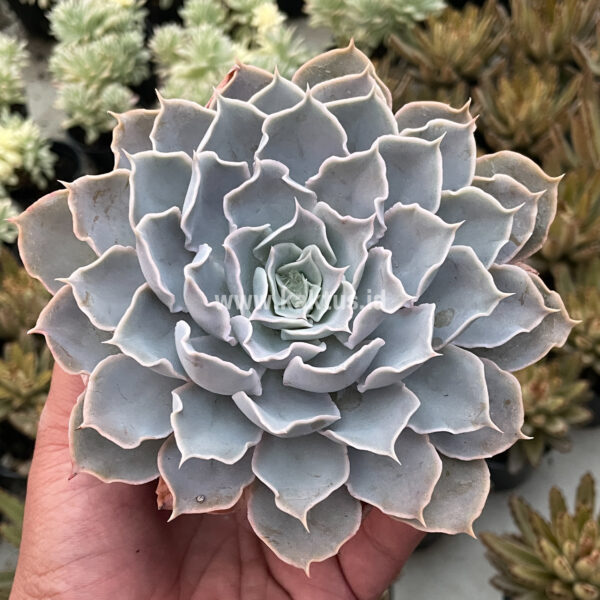 215. Echeveria Gray Curly