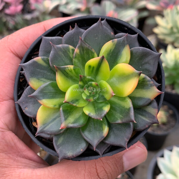 345. Echeveria Black Prince Variegated