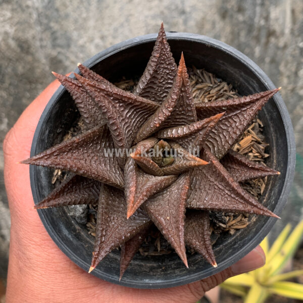 362. Haworthia Limifolia 'Washboard' Brown Limifolia