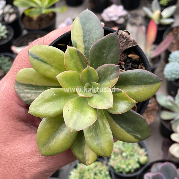 478. Echeveria Rubromarginata Aurea Variegated