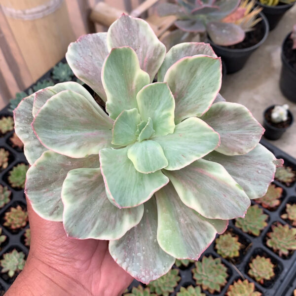 651. Echeveria Queen Chantilly