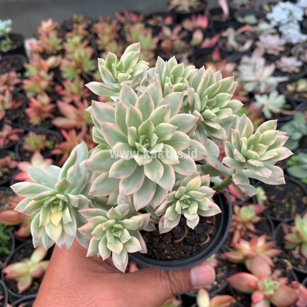 740. Echeveria Minibelle Cluster Variegated