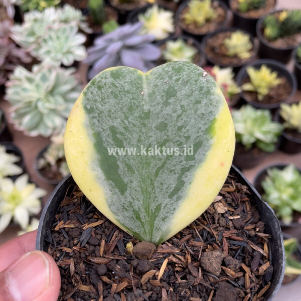 741. Hoya 'Heart' Kerrii Splash Variegated