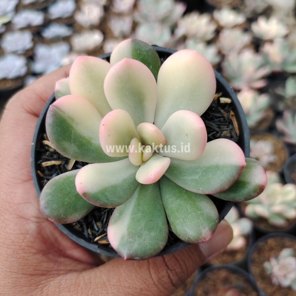 742. Echeveria Torres Variegated