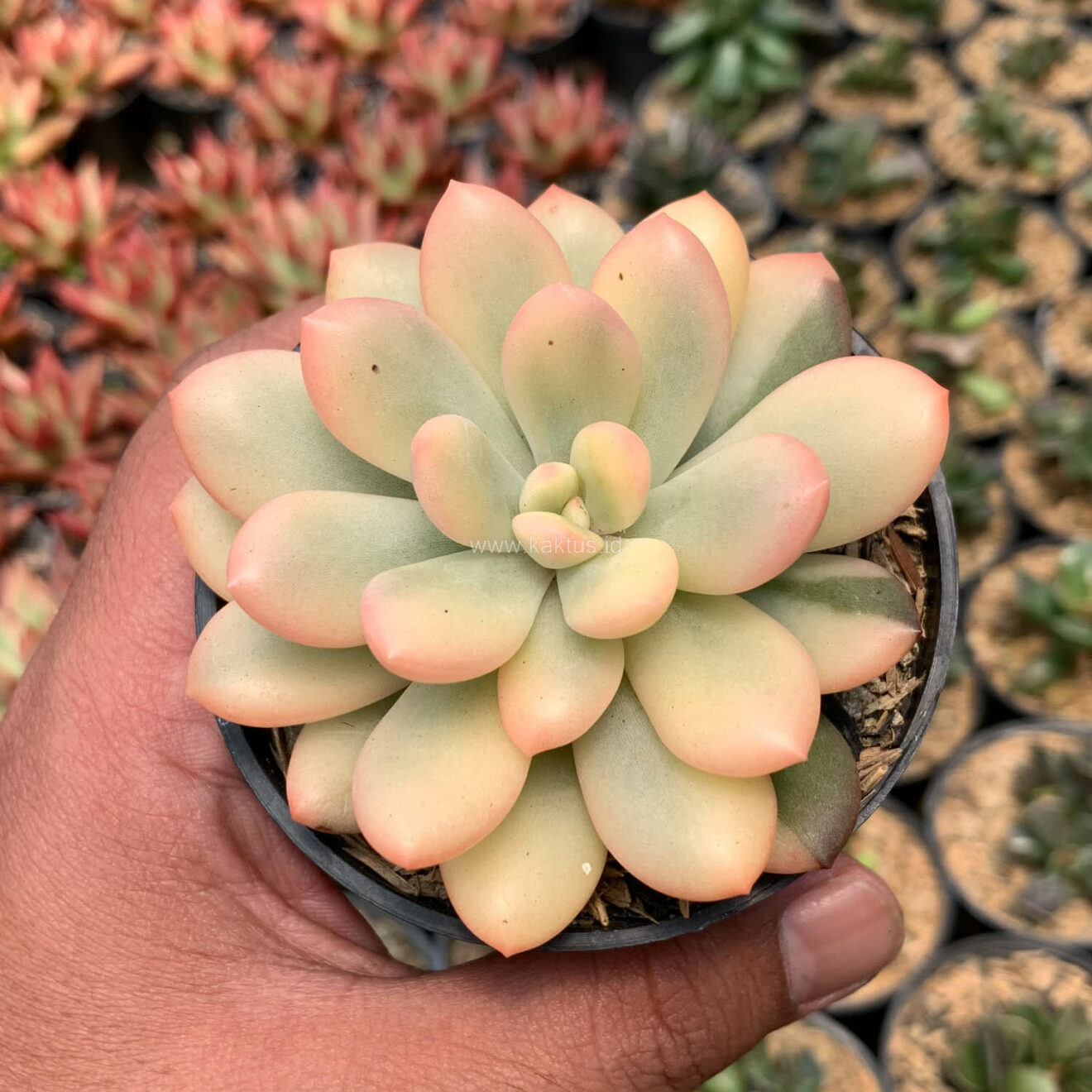 Buy Sell High Quality Echeveria Torres Aurea Variegated From Indonesia