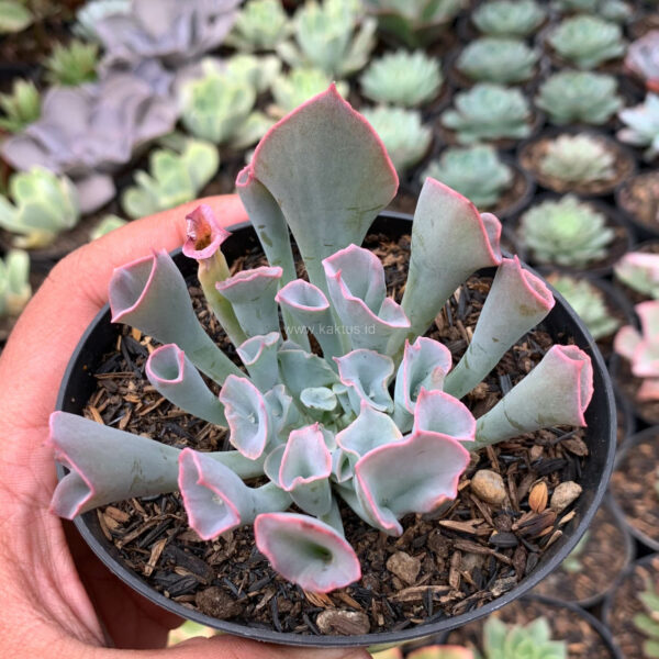 744. Echeveria Trumpet Pinky