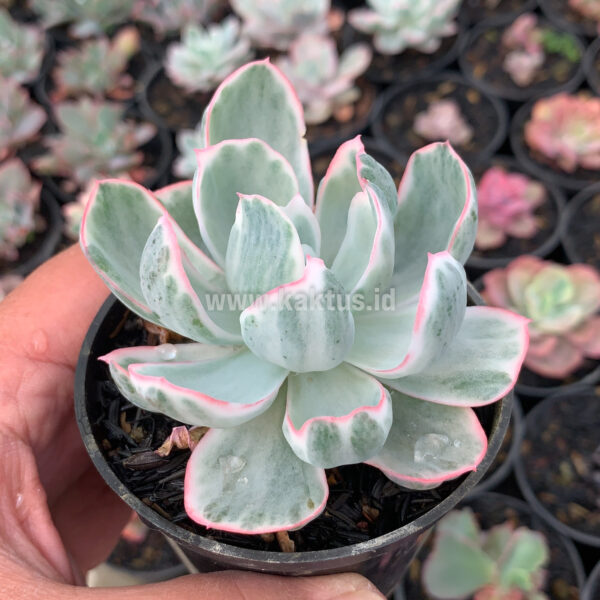 745. Echeveria Berkeley Light Variegated