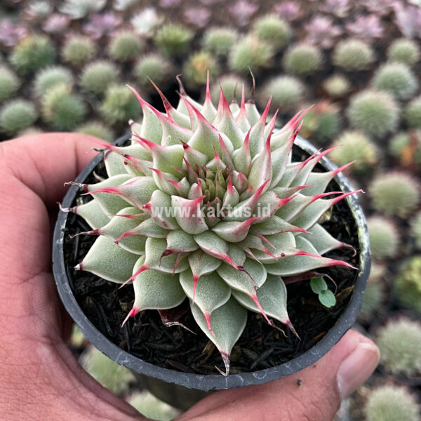 746. Graptoveria 'Silver Star'