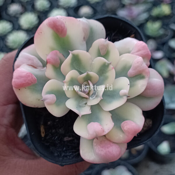 748. Echeveria Raindrops Tricolor Aurea Variegated