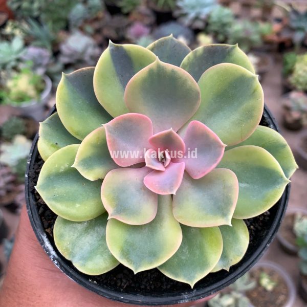 749. Echeveria Perle Aurea Variegated