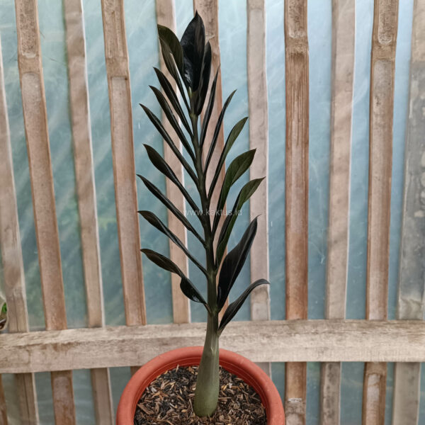 750. Zamioculcas Zamiifolia Black