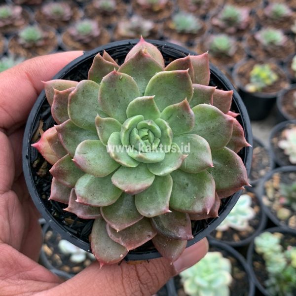 752. Echeveria Mocca