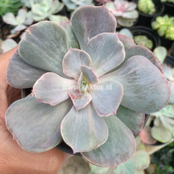 753. Echeveria Perle Gray Splash