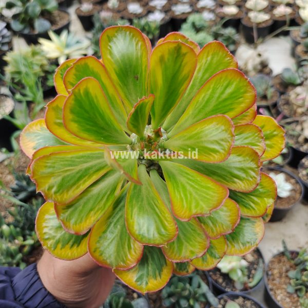 754. Euphorbia Poissonii Variegated ( Appendix II – Special Permit Needed* )