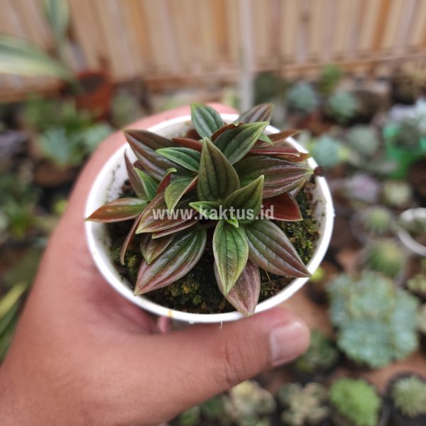 755. Peperomia Red Rosso